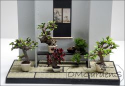 bonsai klein