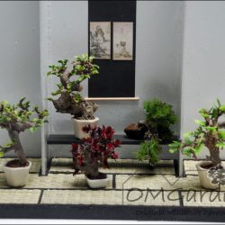 bonsai klein